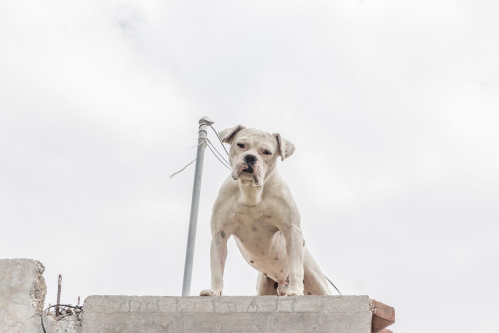 Dog standing on the edge of a rooftop.