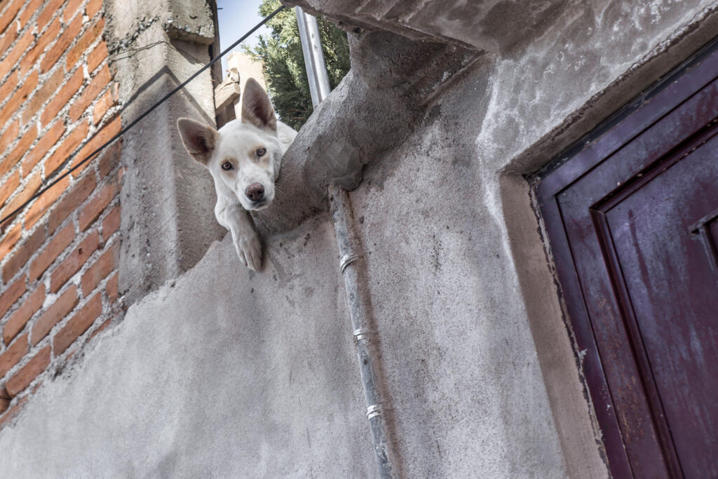 White dog leaning over the edge of a roof or balcony.