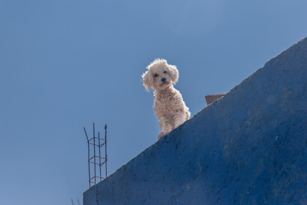 White fluffy dog standing on a flat rooftop against a clear blue sky.