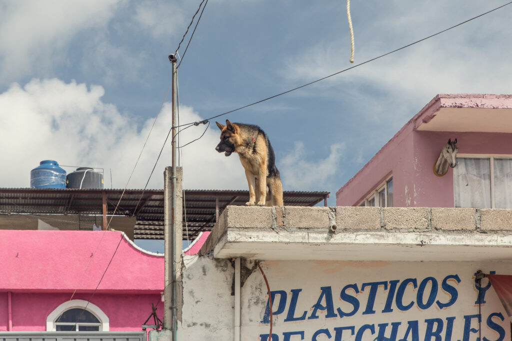 German Shepherd standing on a concrete rooftop above a street sign in Latin America.