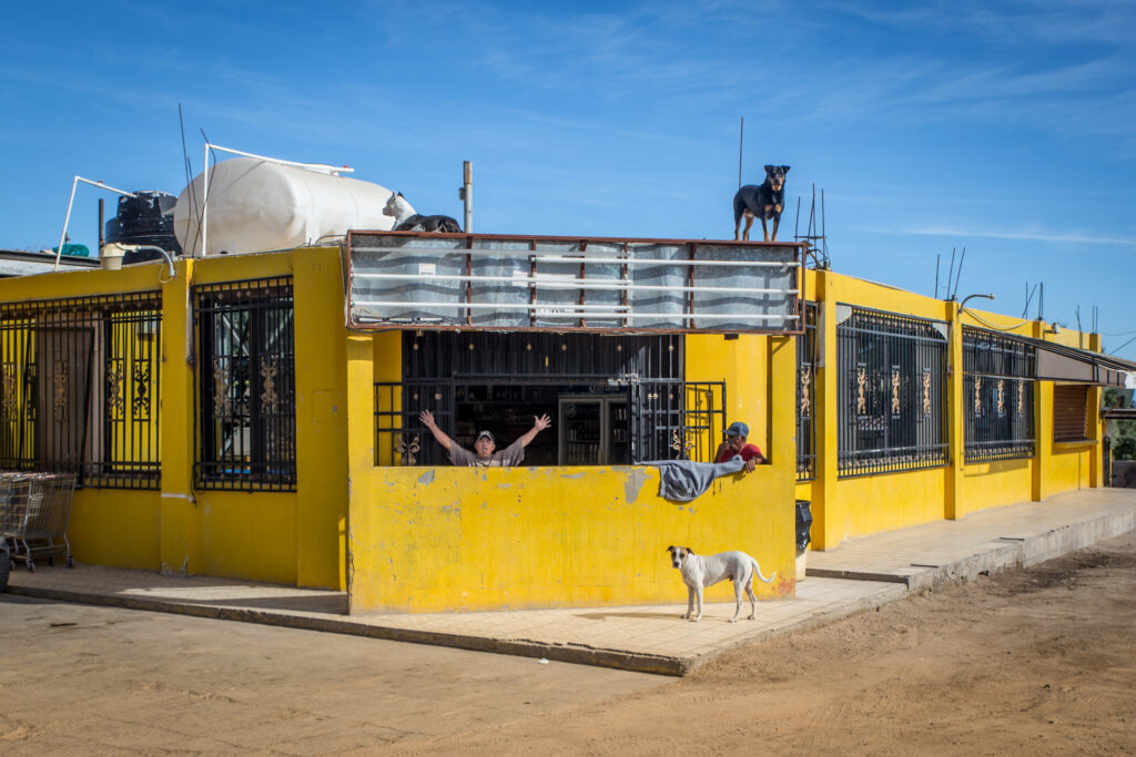 Dogs around a bright yellow building, including one on the roof and one in the street.