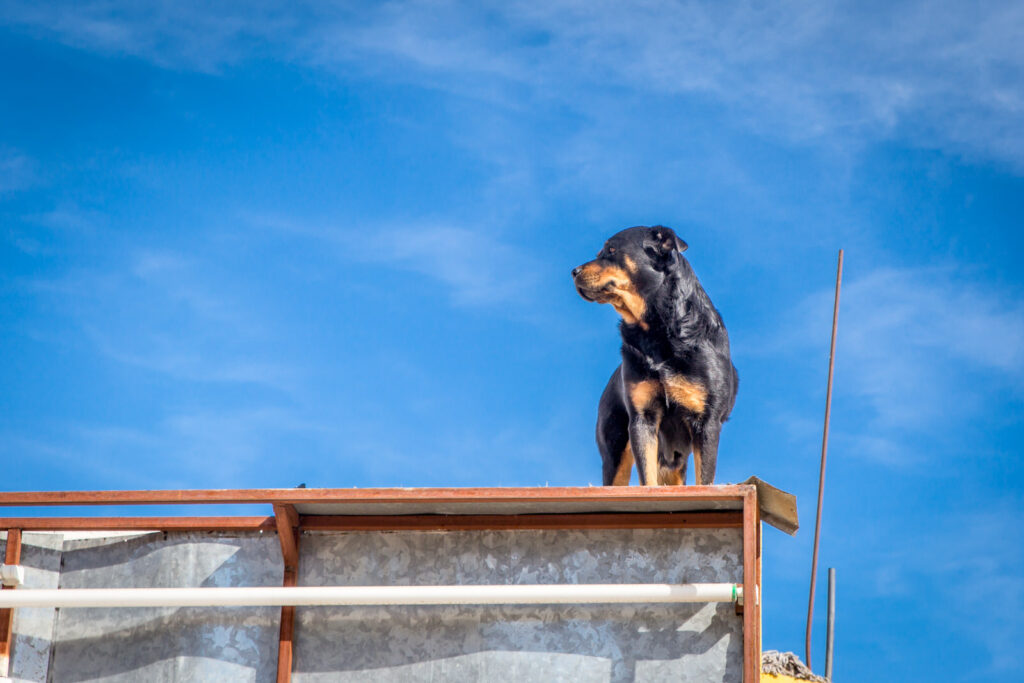 Black dog standing on a rooftop railing against a blue sky.